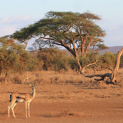 safari landscape
